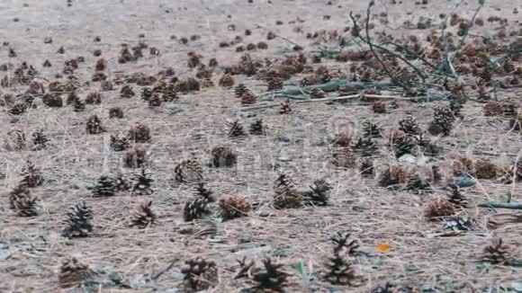 松林中的圆锥形视频的预览图