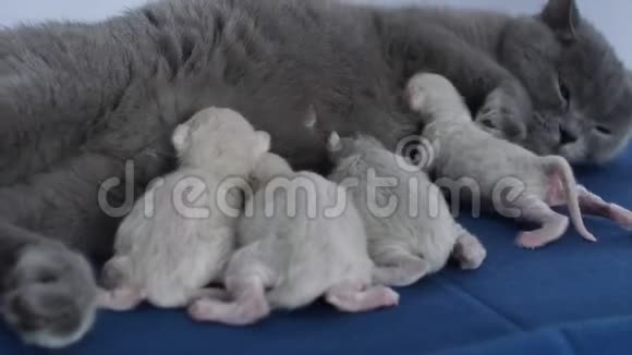 猫喂养她新出生的小猫特写镜头视频的预览图