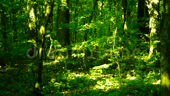 下午阳光明媚的森林里的树木潘视频的预览图