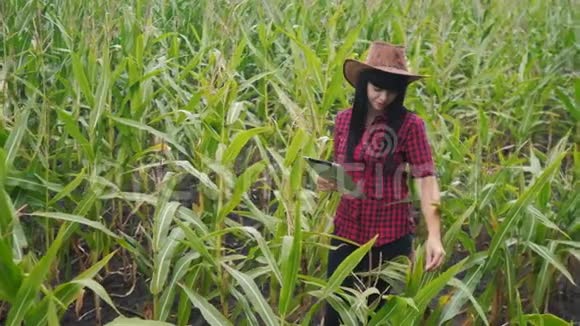 智慧生态农业养殖理念农民女孩植物研究员在检查玉米时使用和触摸平板电脑视频的预览图