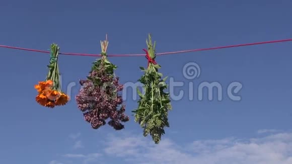 新鲜的夏季草药挂在红绳上视频的预览图