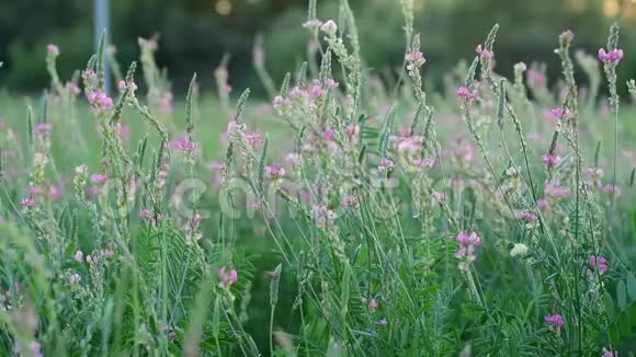 草地上美丽的野生石楠视频的预览图