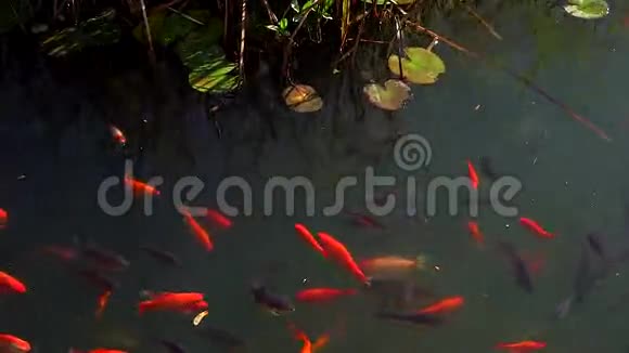 锦鲤花式鲤鱼在池塘里游泳视频的预览图