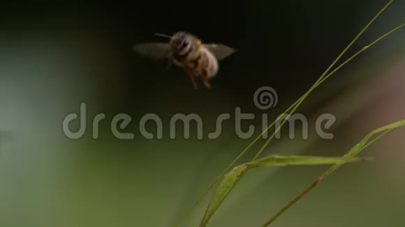 欧洲蜂蜜蜜蜂蜜蜂飞行蜜蜂慢动作视频的预览图