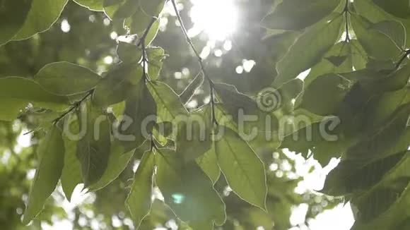 阳光的美透过绿叶的树视频的预览图