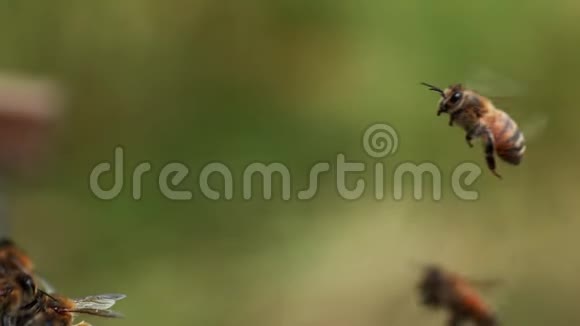 欧洲蜜蜂蜜蜂飞行中的蜜蜂慢动作视频的预览图