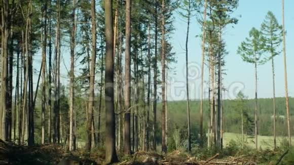 云杉林受到欧洲云杉树皮甲虫虫害Ips的侵袭清晰的切割造成的灾难视频的预览图