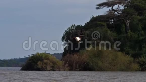 非洲鱼鹰飞行中的成虫爪中的鱼在肯尼亚巴林戈湖捕鱼视频的预览图