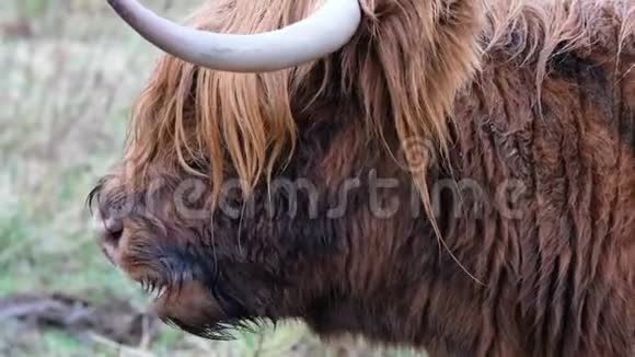 高地牛BoGhaidhealachHeilancoo苏格兰牛种有长角和长波浪形视频的预览图