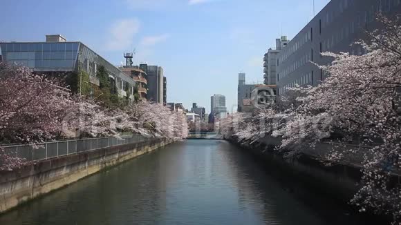 东京市中心河边的樱花视频的预览图