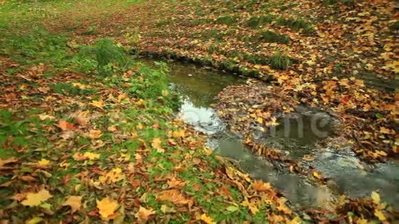 秋天森林里的小溪全高清机动滑块1080便士视频的预览图
