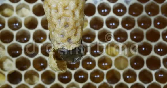 欧洲蜂蜜蜜蜂意大利蜜蜂蜂房女王诺曼底蜂房实时4K视频的预览图