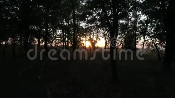 日落时的秋林在阳光下缓慢移动视频的预览图