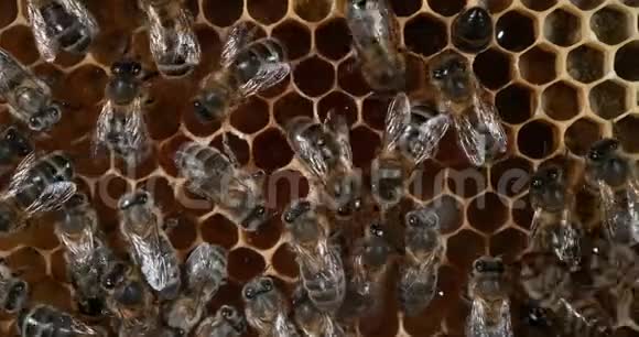 欧洲蜂蜜蜜蜂意大利蜜蜂在葡萄树上工作的蜜蜂诺曼底的蜜蜂蜂巢实时4K视频的预览图