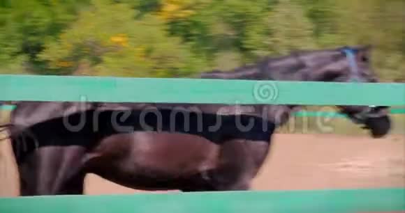 年轻的Stallion优雅的纯种马黑暗的丹顶马在鸟舍里奔跑动物护理概念夏季视频的预览图