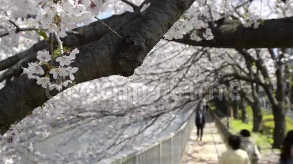 日本樱花的特写视频的预览图