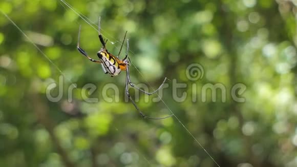 热带雨林蜘蛛网上的蜘蛛视频的预览图
