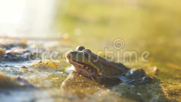 绿色生活方式青蛙在池塘里的沼泽拉娜埃斯古丽塔青蛙在水中对自然的影响野生动物概念视频的预览图