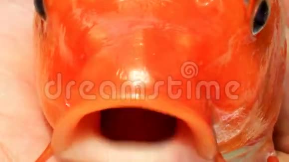 鱼的眼睛和嘴视频的预览图