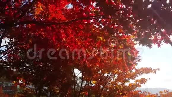 秋天季节五颜六色的红黄绿橙叶在新鲜空气中移动视频的预览图