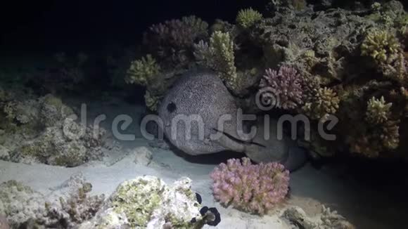 珊瑚中的莫赖鳗鱼在红海沙底的蓝色背景上视频的预览图