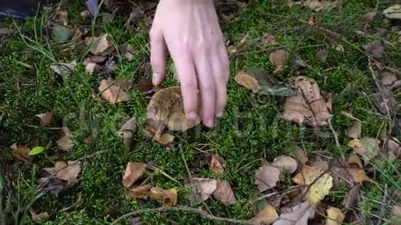 秋天在森林里采食蘑菇视频的预览图