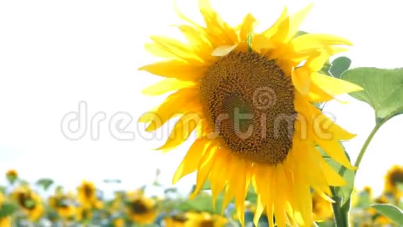 盛开的向日葵在阳光明媚的夏日阳光明媚的背光农业花卉背景视频的预览图