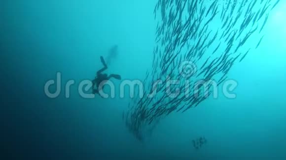水下背光场景水肺潜水员与一个大学校巴拉库达斯视频的预览图