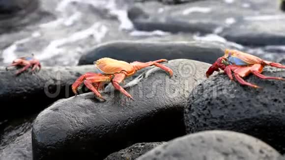 加拉帕戈斯萨利光脚螃蟹特写视频的预览图