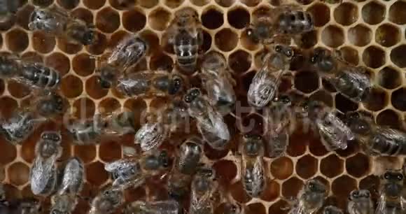 欧洲蜂蜜蜜蜂意大利蜜蜂在葡萄树上工作的蜜蜂诺曼底的蜜蜂蜂巢实时4K视频的预览图