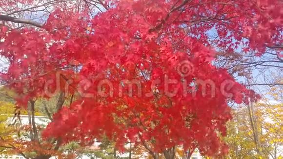 秋季新鲜空气中活动的五颜六色的红黄绿橙叶视频的预览图