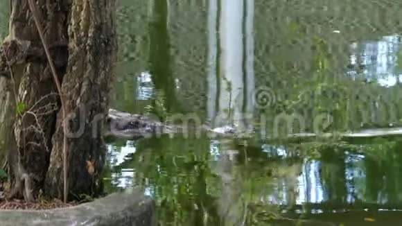鳄鱼游泳在绿色沼泽水中泥泞的沼泽河泰国亚洲视频的预览图