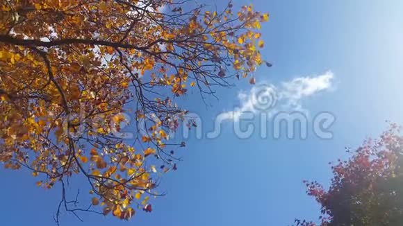 秋天季节五颜六色的红黄绿橙叶在新鲜空气中移动视频的预览图