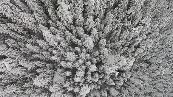 高地积雪覆盖的树木视频的预览图