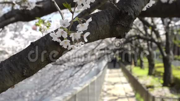 日本樱花的特写视频的预览图