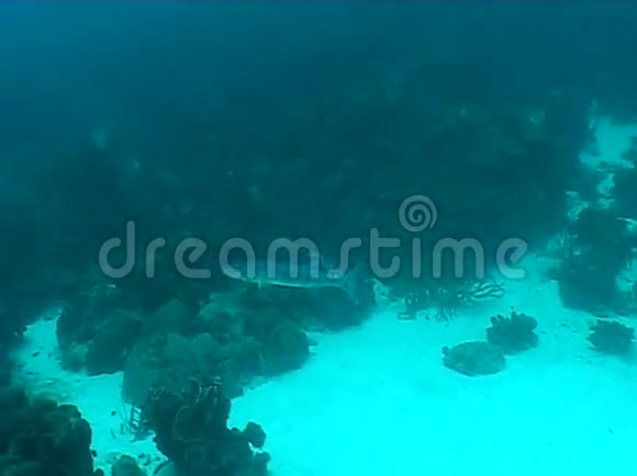 水下婚礼视频加勒比海视频的预览图