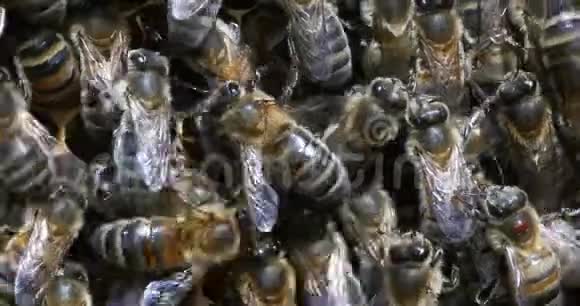 欧洲蜂蜜蜂蜜蜂蜜蜂在肺泡上工作诺曼底实时视频的预览图