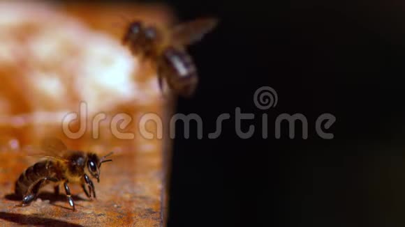 欧洲蜜蜂蜜蜂飞行中的蜜蜂慢动作视频的预览图