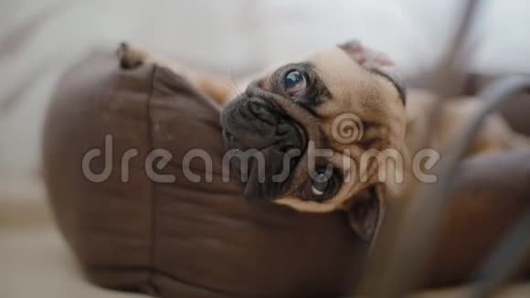 昏昏欲睡的小狗视频的预览图