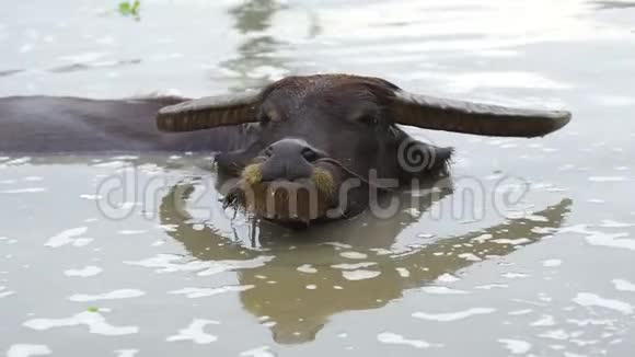 水牛在池塘里玩水视频的预览图