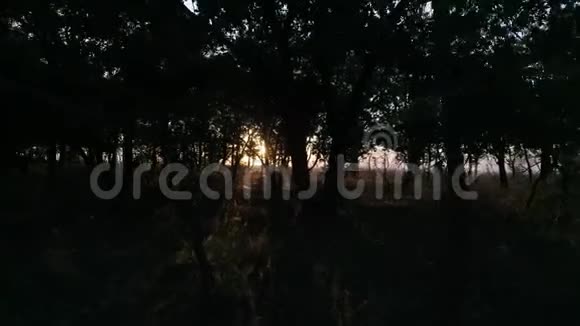 日落时的秋林在阳光下缓慢移动视频的预览图