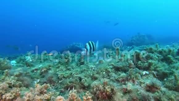 海底自然地中海珊瑚礁中的帝王鱼视频的预览图