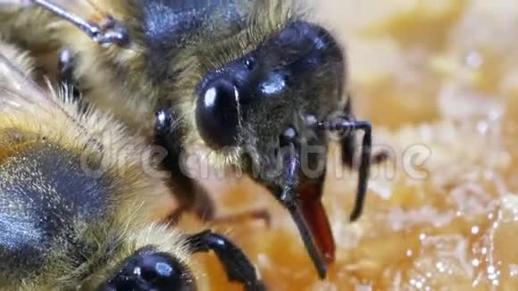 欧洲蜂蜜蜂蜜蜂蜜蜂蜜蜂采摘蜂蜜生活在诺曼底实时视频的预览图
