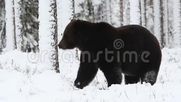 冬林中雪中野成人棕熊视频的预览图