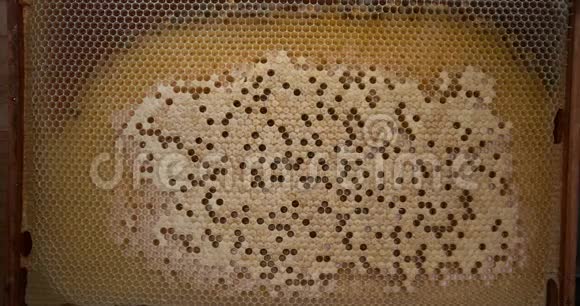 欧洲蜂蜜蜂意大利蜜蜂野蜂诺曼底蜂巢实时4K视频的预览图