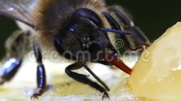 欧洲蜂蜜蜂蜜蜂蜜蜂蜜蜂采摘蜂蜜生活在诺曼底实时视频的预览图