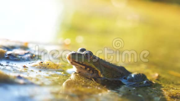 沼泽里池塘里的绿蛙拉娜埃斯古丽塔青蛙在水中对自然的影响动物生活方式野生概念视频的预览图