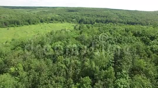美丽的森林视频的预览图