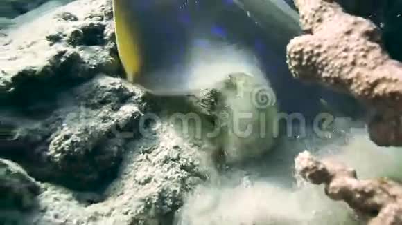 红海色彩带尾黄貂鱼视频的预览图