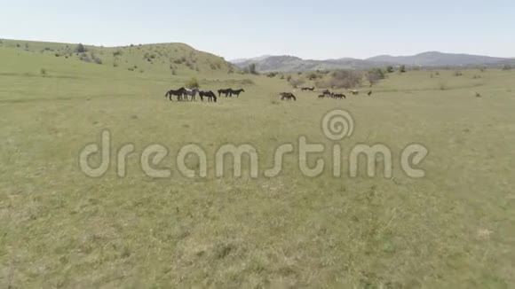 飞越山地草地上的野马群夏山野性平的原始颜色视频的预览图